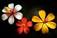 Blown Glass Hibiscus Flowers by Samuel Decker